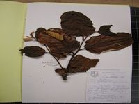 Herbarium sample